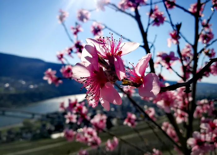 Garden Eden Hébergement de vacances
